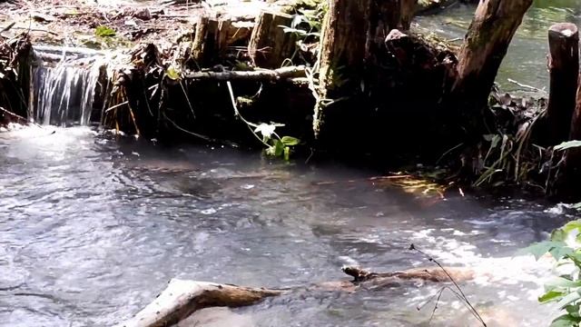 ASMP. Родник в Лесу. Родниковый Источник. Природа - Расслабляющее Видео // Source in the forest