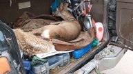 19.10.23. косуля. подозрение на перелом позвоничка.