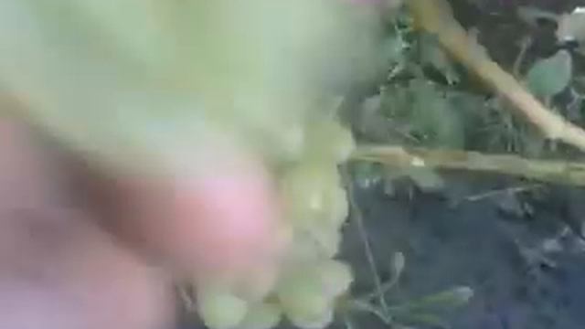Виноград Лора(Флора)