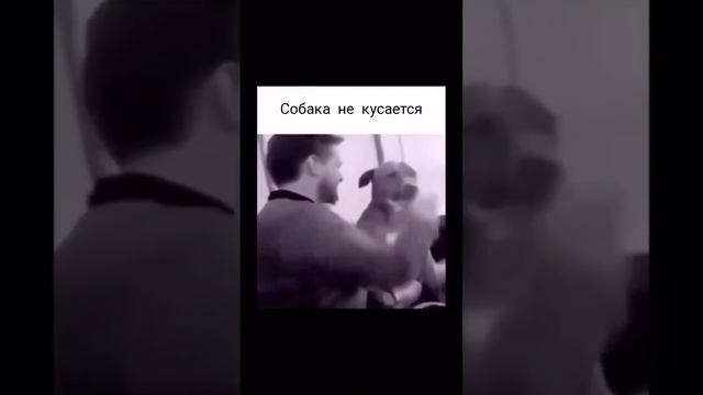 Собака не кусается