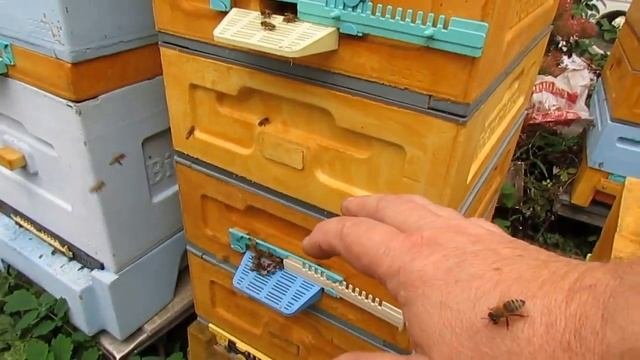 восьми рамочный улей из магазинных корпусов  гнездо в зиму вентиляция и зимовка весеннее развити