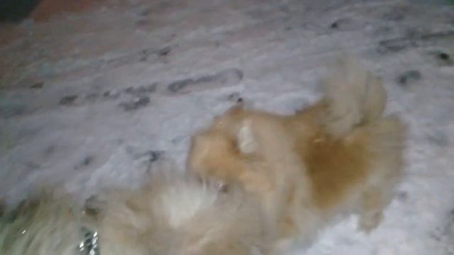 Пёс Тотоша знакомится с девчонками: Коко, немецкий шпиц и Клёпой, померанский шпиц, по пути к дому