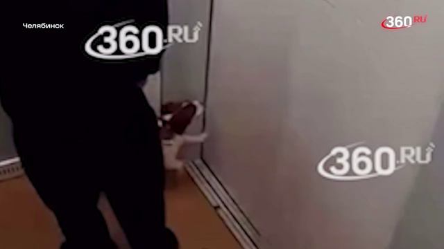 Видео: садист избивает щенка в лифте челябинской многоэтажки