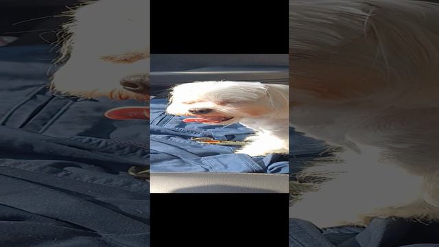 1000022526.mp4