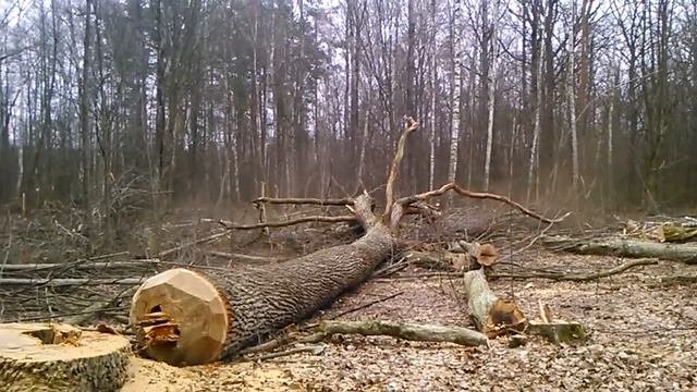 Макс у руля Без запила