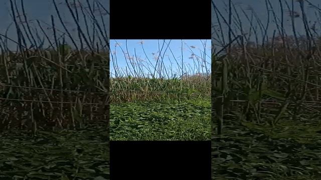 VID_20230504_140851.mp4