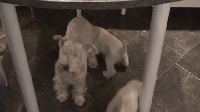 www.minischnauzer.ru