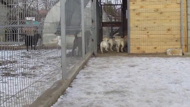 МАЛЫШИ ИГРАЮТ С НАШИМ СТАРШЕНЬКИМ.