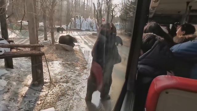 Умственные способности животных и их гениальность, о которых Вы не знали