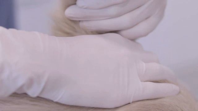 HOW TO CLEAN A DOG'S EARS 🐶🩺 (By a Veterinary Technical Assistant)