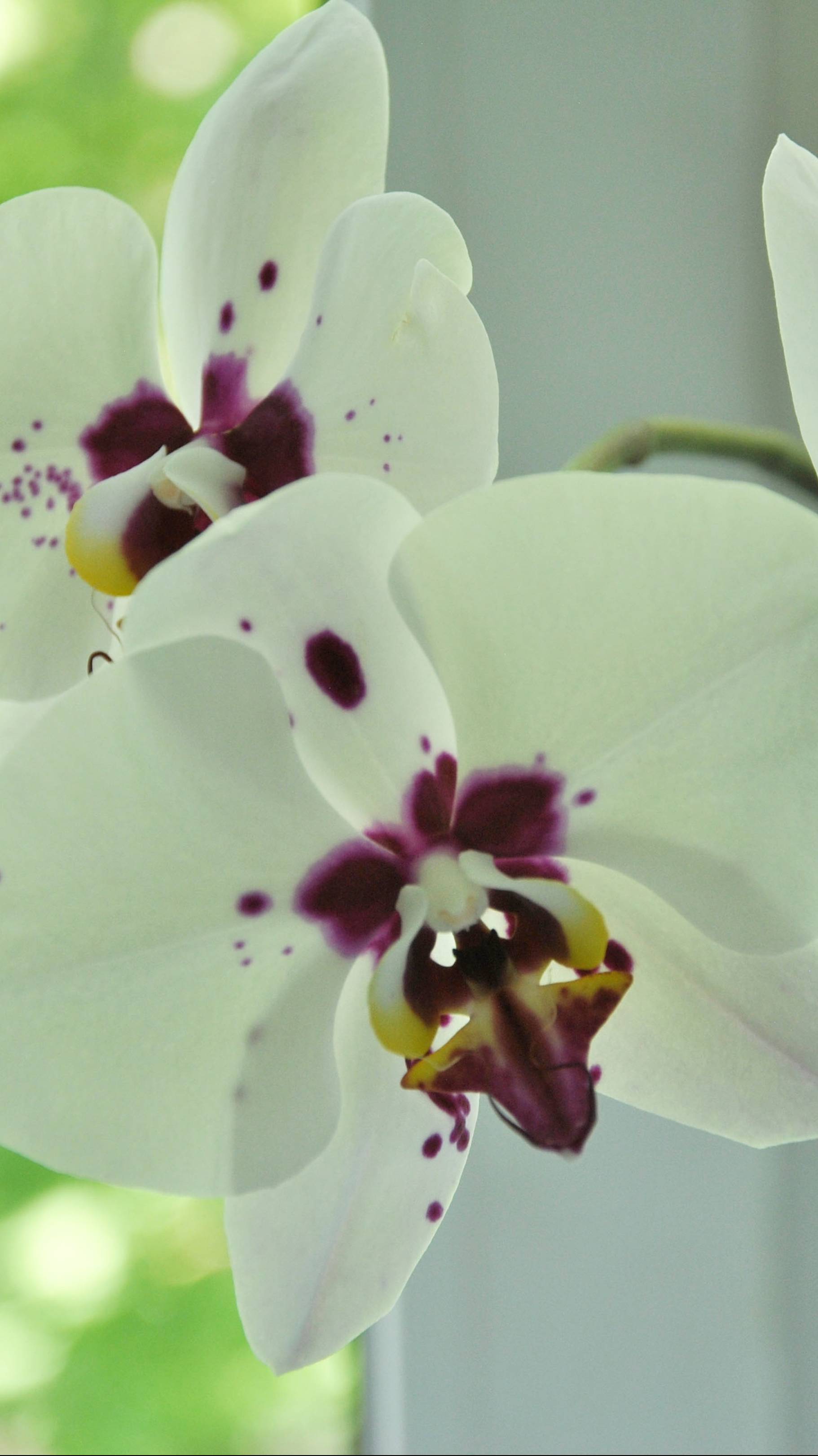 КРУПНОцветковый фаленопсис орхидея Phal. Meidarland Pink Magpie (Мейдарландская Розовая сорока)