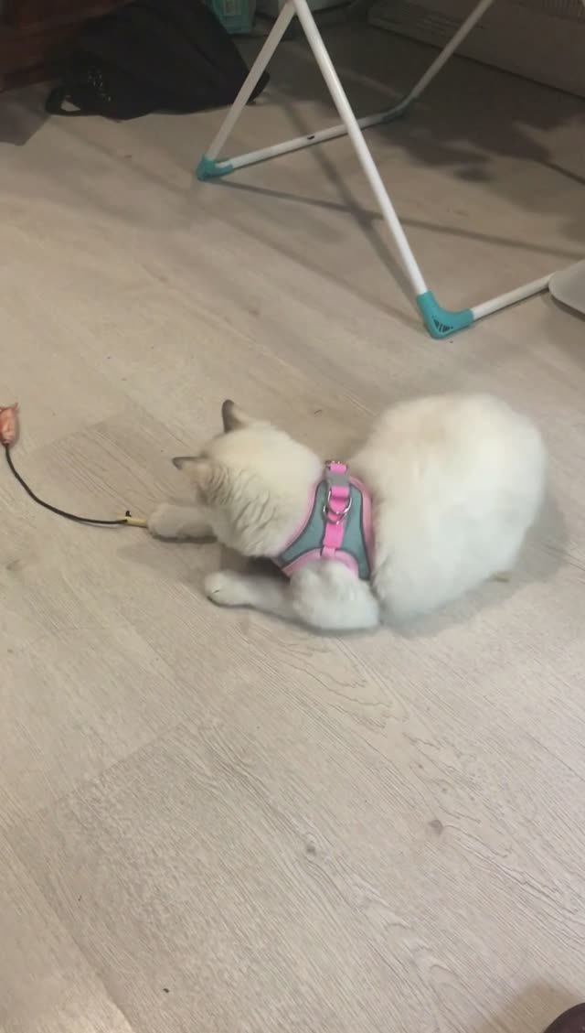 Котёнок Рэгдолл и шлейка