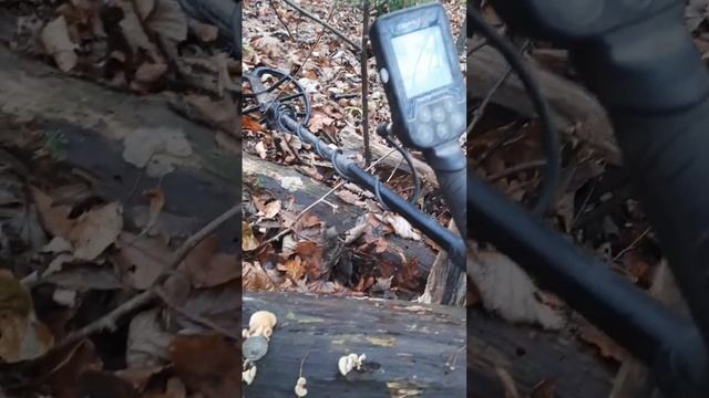 Царское серебришко на Nokta Simplex. #коп #лес #серебро #nokta #simplex