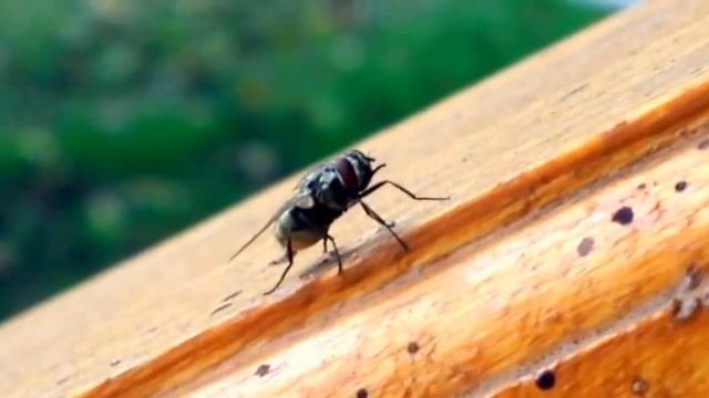 House Fly Poop