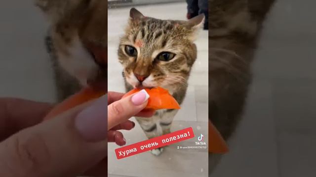 хурма очень полезна!