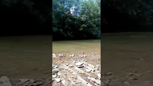 Сосновая роща