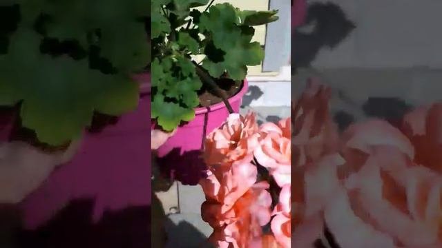 ив столбовая дворянка
