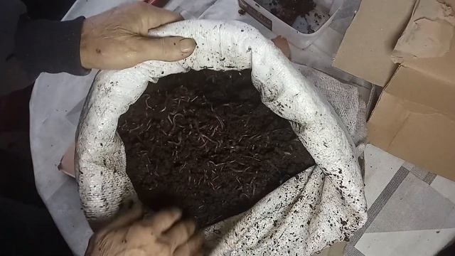 БН 19 Получил посылку 5 000 червячков от честного вермера.