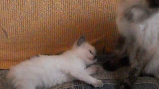 Тайский котёнок!!!