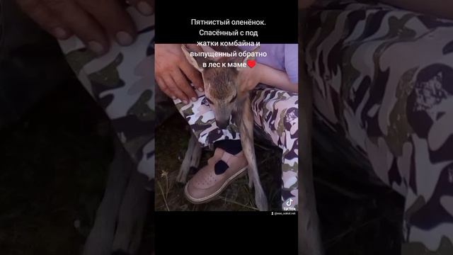 Пятнистый оленёнок 😍 Контакты Главного ВетВрача Поплавской Дарьи Сергеевны в шапке профиля ♥️