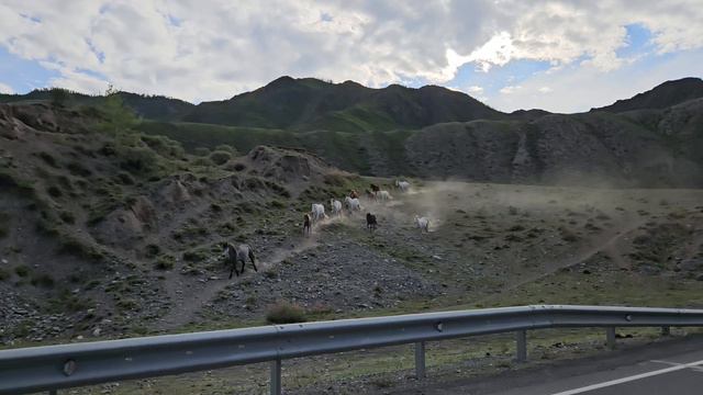 Чуйский тракт. Табун лошадей неподалёку от Песчаной стены.