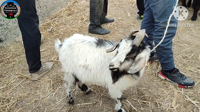 КОЙ ЕШКИЛЕР,ОПТОМ ШОПТЕР#тахиаташ#каракалпакистан#узбекистан#казакстан#базар#рынок#баран#ешкі#кой