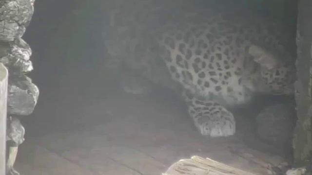 Центр восстановления леопарда опубликовал видео с котенком самки Олимпии