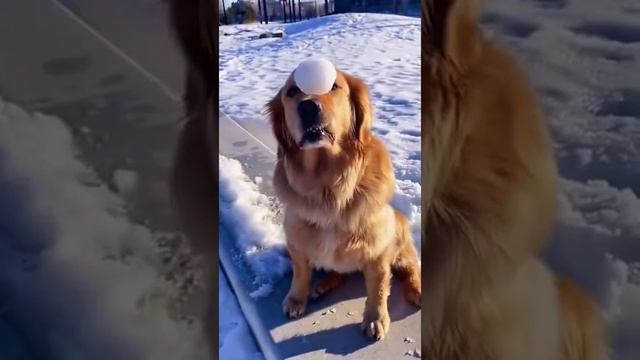 Собакен поехал.mp4