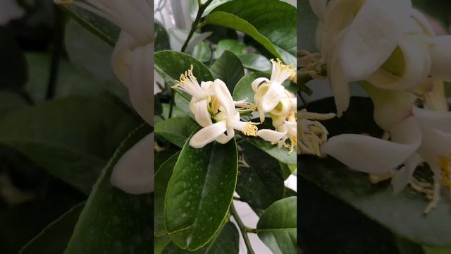 2 ноября.. Выпал первый снег.. а дома лето.. цветёт.. Lara Andrea 🌺.. и Лимон.. 🍋...