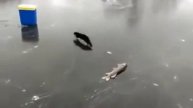 Выдра ворует рыбу