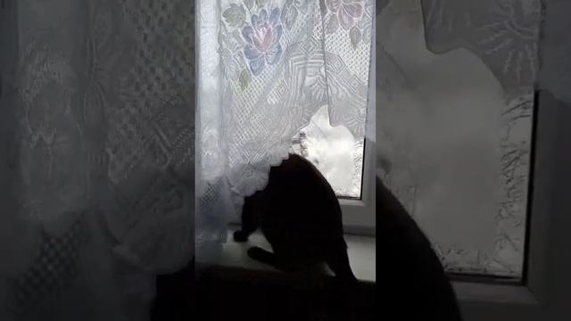 20 декабря 2023 г.День из жизни кота.😺