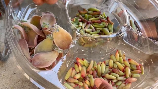 Propagating leaves from rotting succulents and how I save it from dying #GraptoveriaFantome