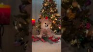 🧸милый шпиц