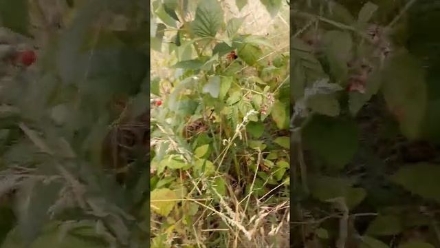 СКОРО ОТПУСК. 23 июня- собираю ягоды малины. Наблюдение за природой.