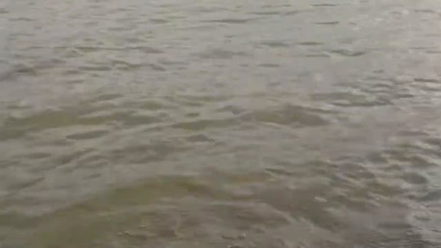 Клыкастый разбойник!