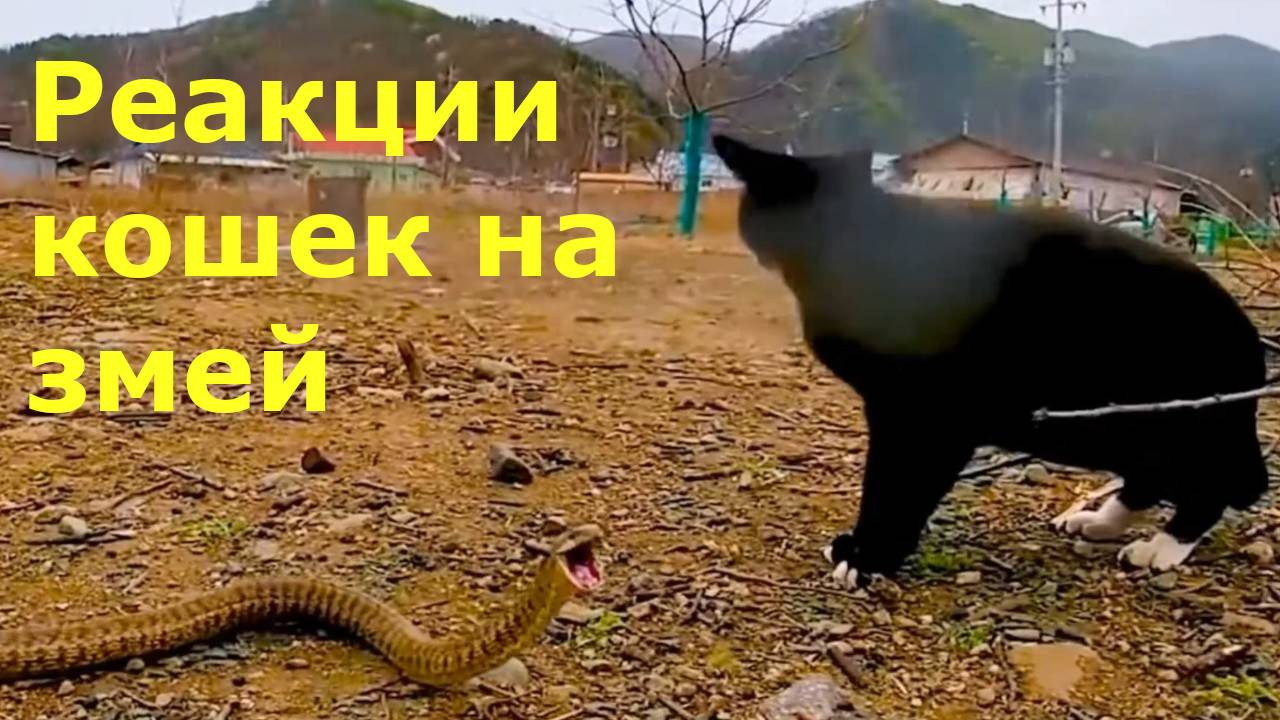 Удивительные реакции кошек на змей. В миллиметрах от укуса