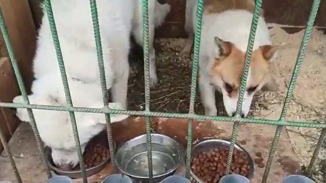 Помогите придумать имена песикам из Якутска!