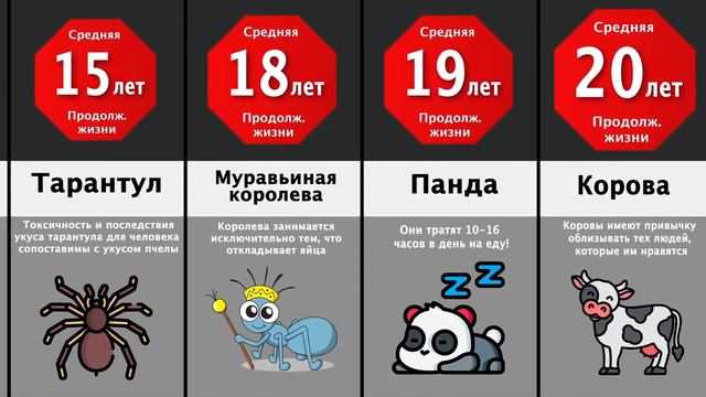 Сравнение продолжительности жизни существ и животных