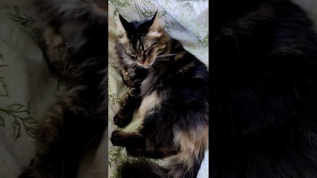 Наша красотуля кошка Сима 20.