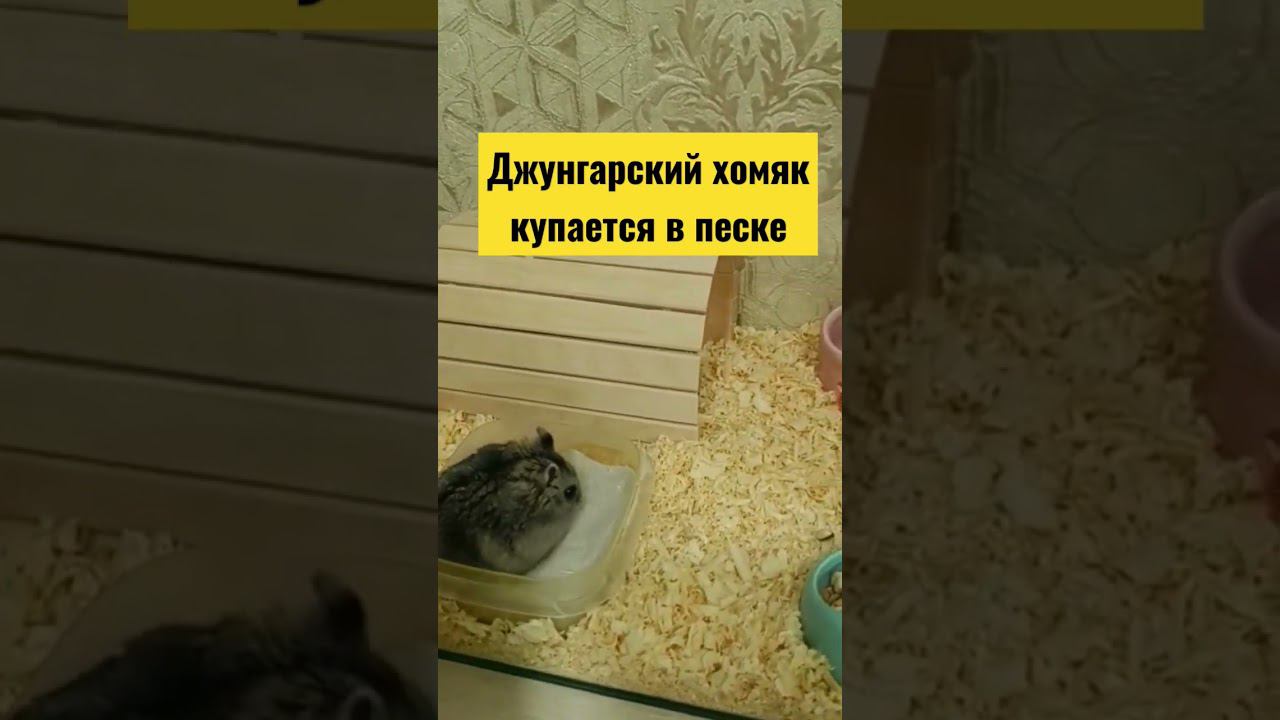 Джунгарский хомяк купается в песке #джунгарскийхомяк #песок #хомяк