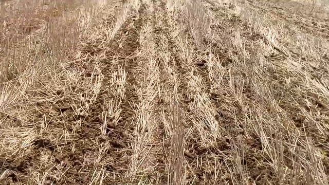 Гербицидная обработка яровых и посев льна масличного 2.05.19