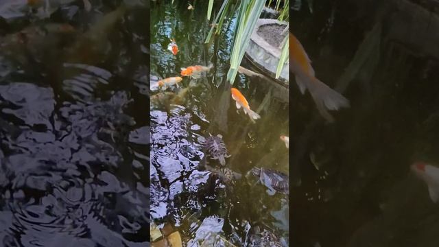VID_20220804_081811_197.mp4
