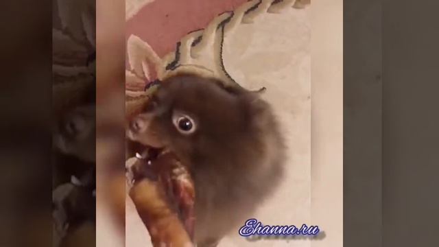 Шоколадный шпиц