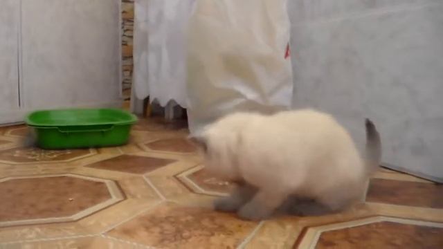 Белый котёнок.30 дней.