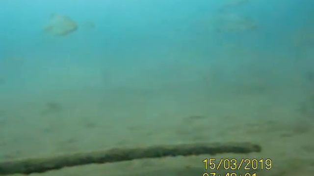 Рыбы перед камерой