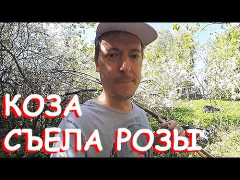 КОЗА СЪЕЛА РОЗЫ!