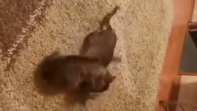 31.10.2020 - Котик Коровкин и Котик Цитрон уехали домой (видео из дома)