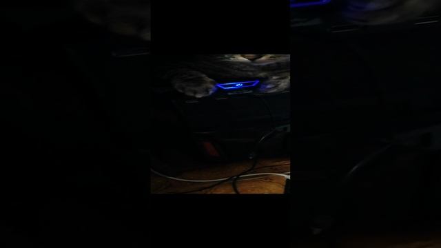 Системный кот.mp4