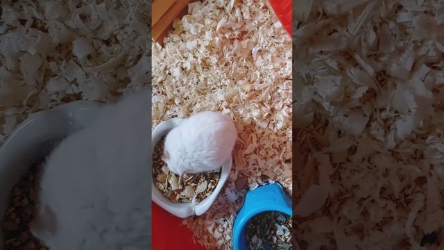 Хрустим?.mp4
