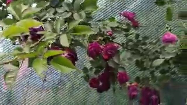 Троянда Bleu Magenta (Rose Bleu Magenta)
